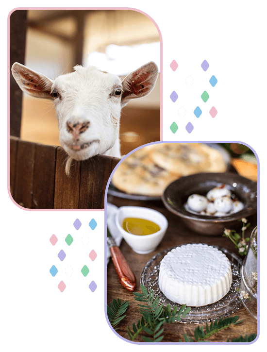 derivados-de-cabra-comprar-gostoso
